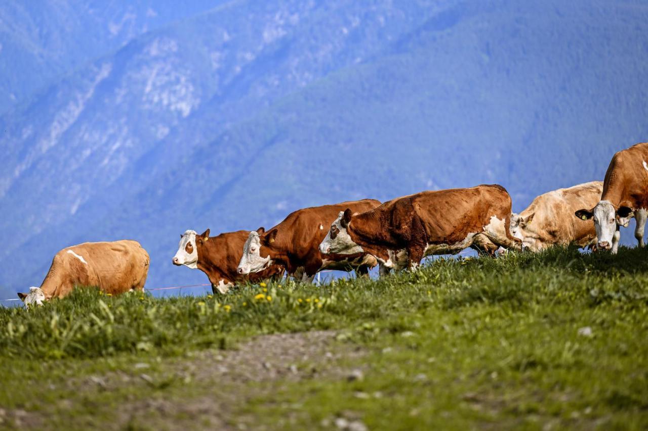 Kircherhof بريسّانوني المظهر الخارجي الصورة
